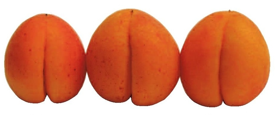 Abricots sponsors II.jpg